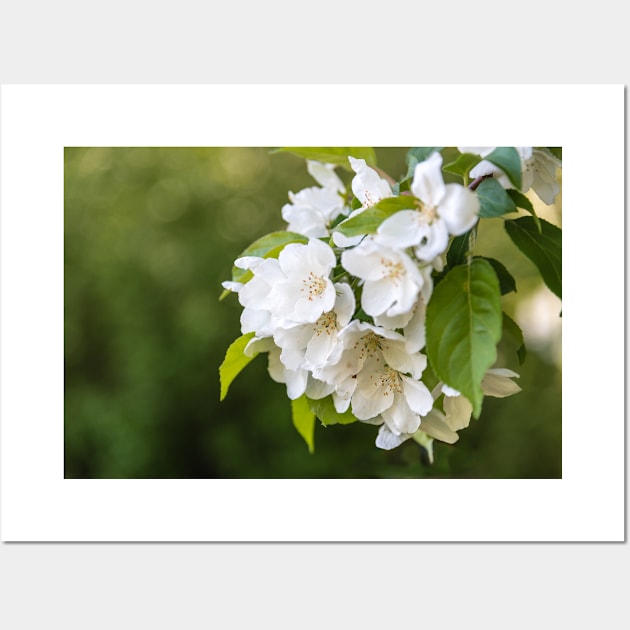 White Apple Blossoms Springtime Wall Art by Amy-K-Mitchell